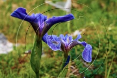 Battle-Hr-2017DSC_0894