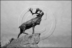 02-London-Arass-2013_DSC895513-Beaumont-Hamel-Caribou-Memorial-BW