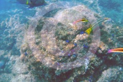 DSCN6624Costa-Rica-2018