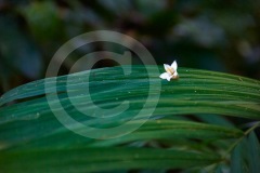 DSC_3133Costa-Rica-2018