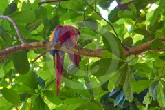 DSC_3224Costa-Rica-2018