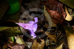 DSC_3283Costa-Rica-2018_1