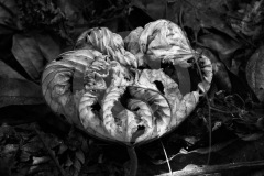 DSC_3305Costa-Rica-2018