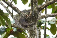 DSC_3411Costa-Rica-2018