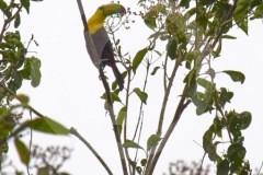 DSC_3468Costa-Rica-2018