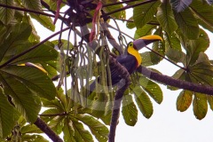 DSC_3506Costa-Rica-2018