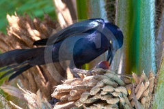 DSC_3627Costa-Rica-2018