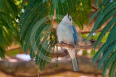 DSC_3700Costa-Rica-2018