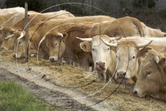 Roadside-Bovine-Cafe