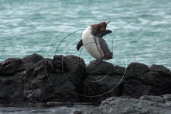 DSC6692Galapagos-2009
