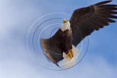 Bald-Eagle-Resevoir-3995-enh3-prnt-Bald-eagle-Smallwood-Resevoir