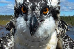 Osprey-capture-August-2003-018-enh-Best-Young-Osprey-Smallwood-Resevoir