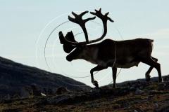 dsc1081-Caribou-Sillouhete-Shudham-Island