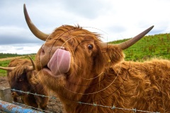 44-Speyside-Edinburgh-2016DSC_8351