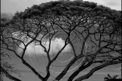 DSCN5645St-Lucia-2017-copy