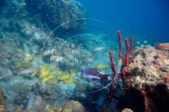 DSCN6052St-Lucia-2017