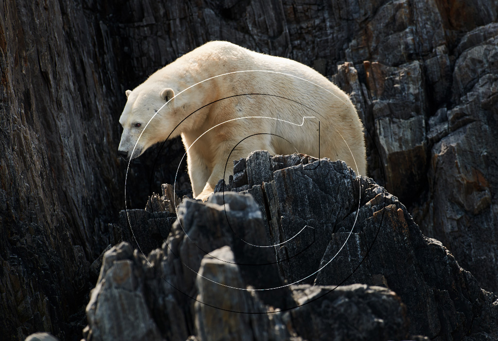 Polar Bear on the Rocks